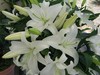 百合-西伯利亚-多头-10枝/扎 商品缩略图0