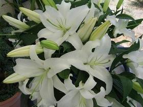 百合-西伯利亚-多头-10枝/扎