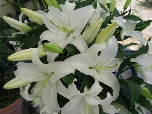 百合-西伯利亚-多头-10枝/扎 商品图0