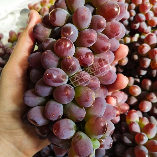 茉莉小红提非葡萄新鲜水果孕妇水果提子