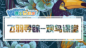 飞羽寻踪-- 观鸟课堂