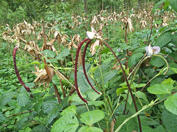 生态老品种黑饭豆1斤(煲汤熬粥粉)广西都安