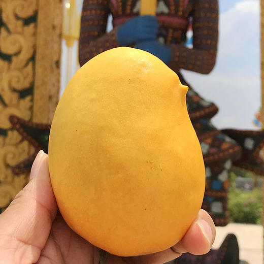 缅甸圣德龙芒果世界上最古老的芒果之一软嫩果肉浓甜飚汁精品果5斤