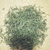 【富溪乡富茗春茶厂】黄山毛峰（兰花香型）250g*2包（拎袋包装） 商品缩略图2