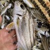 【野生三线鱼】也叫斑猪鱼，是潮汕地区著名的好鱼，营养价值高，当天现捕现发，杀好急冻保鲜，每3-4条/斤 商品缩略图1