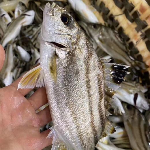 【野生三线鱼】也叫斑猪鱼，是潮汕地区著名的好鱼，营养价值高，当天现捕现发，杀好急冻保鲜，每3-4条/斤 商品图1