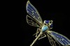 多米尼加蓝珀18K喷砂黄金镶钻蜻蜓胸针 绿松点缀 商品缩略图7