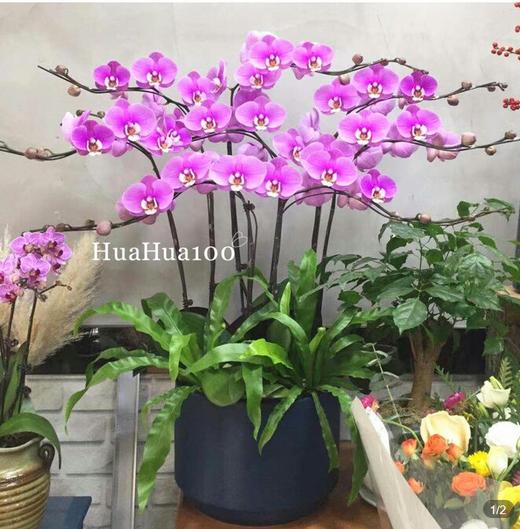 共赏芳华丨10株蝴蝶兰盆景 商品图0