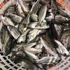 【野生三线鱼】也叫斑猪鱼，是潮汕地区著名的好鱼，营养价值高，当天现捕现发，杀好急冻保鲜，每3-4条/斤 商品缩略图4