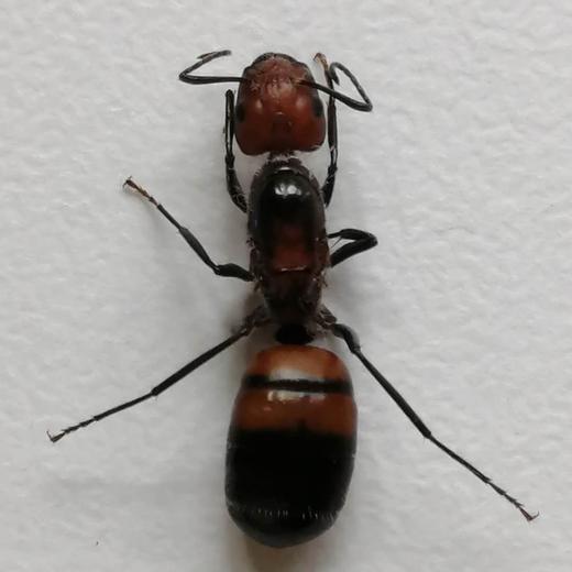 探寻农园的蚂蚁 | 农园活动*Search for red fire ants in the farm | Farm activities 商品图3