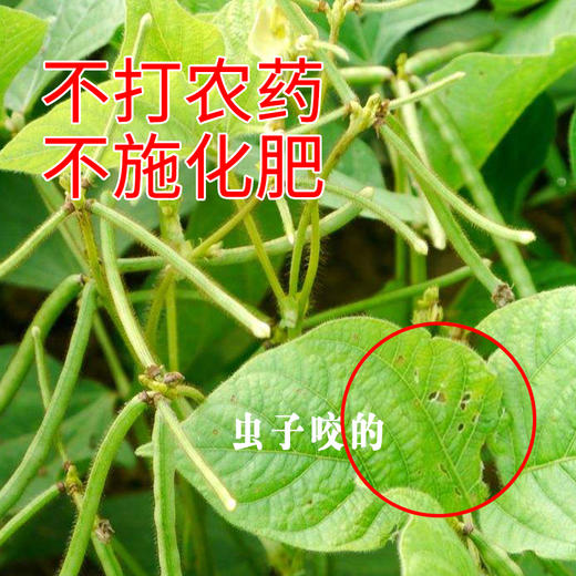 【五谷杂粮】陕北特产山地黄豆大豆农家自种粗粮老黄豆真空装400g*3 商品图3