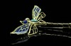 多米尼加蓝珀18K喷砂黄金镶钻蜻蜓胸针 绿松点缀 商品缩略图6