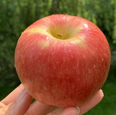 新西兰神仙苹果稀有品种红颜粉嫩鲜活脆嫩清新水分足10只