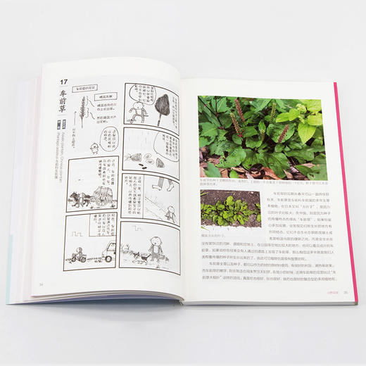 身边的自然课——认识常见的100种植物 商品图2