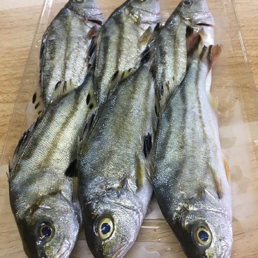 野生三线鱼也叫斑猪鱼是潮汕地区著名的好鱼营养价值高当天现捕现发杀