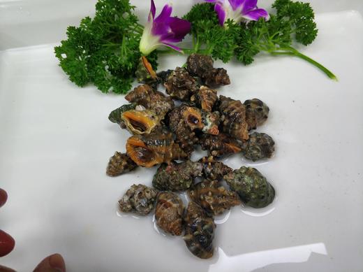 苦螺 /斤 商品图2