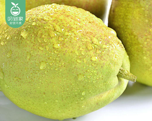 新疆库尔勒香梨（大果）/1份（1.4kg±50g） 商品图4