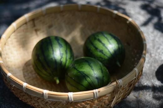 现摘鲜甜有机奶萌脆瓤小西瓜一箱十斤包邮