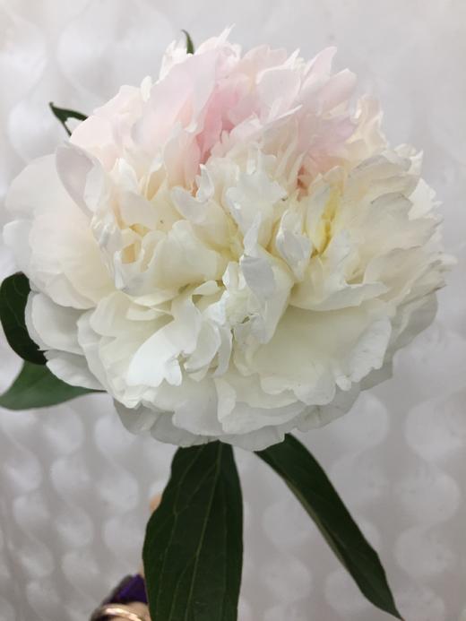 进口品种大头芍药羞涩女王