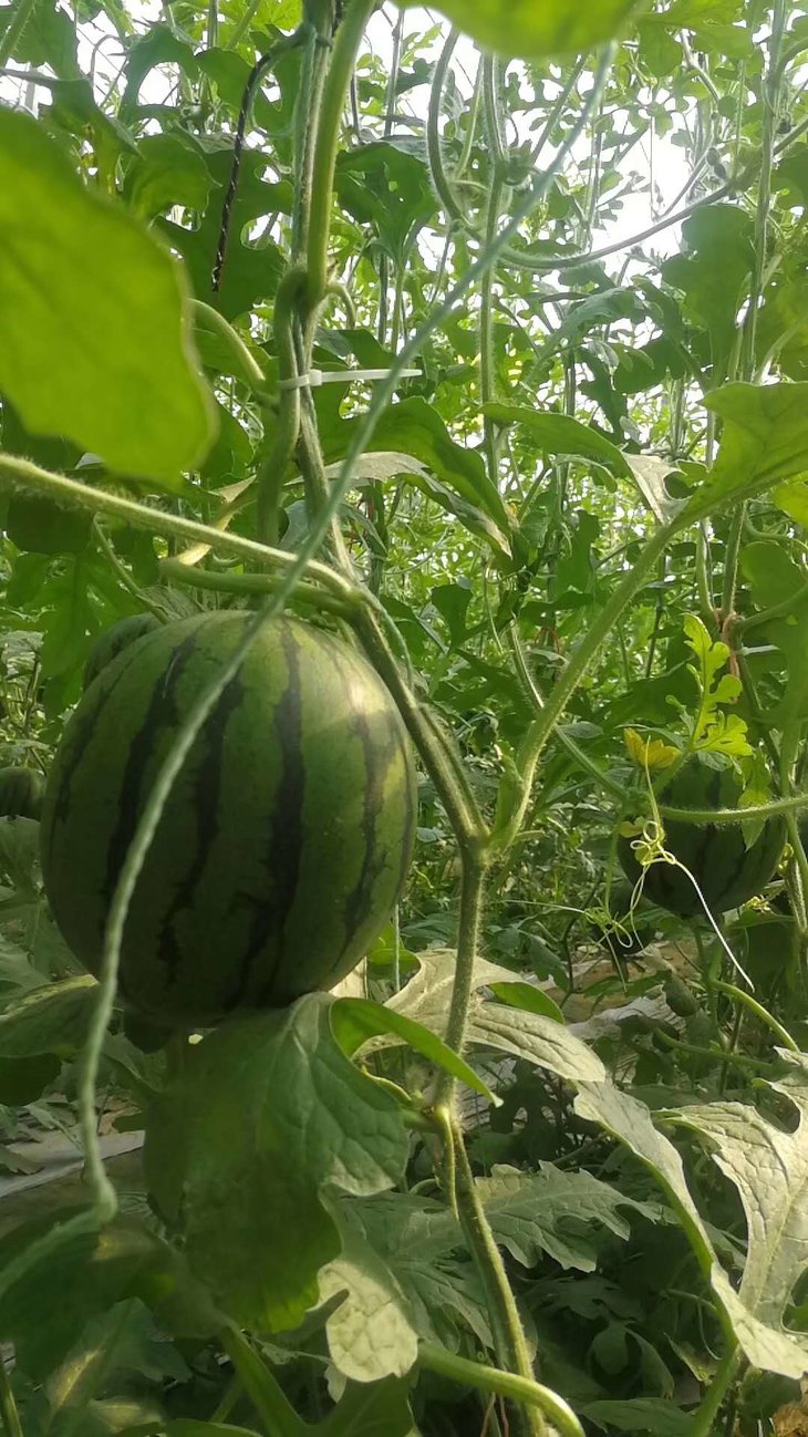 现摘鲜甜有机奶萌脆瓤小西瓜一箱十斤包邮