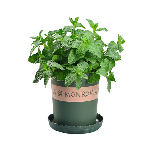 食用薄荷盆栽柠檬香蜂草皱叶薄荷