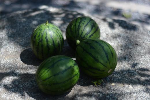 现摘鲜甜有机奶萌脆瓤小西瓜一箱十斤包邮