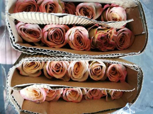 【昆明玫瑰】卡布奇诺  19-20支/扎  约70公分 商品图12