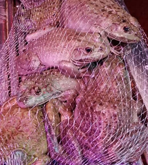 牛蛙  (现杀） 商品图0