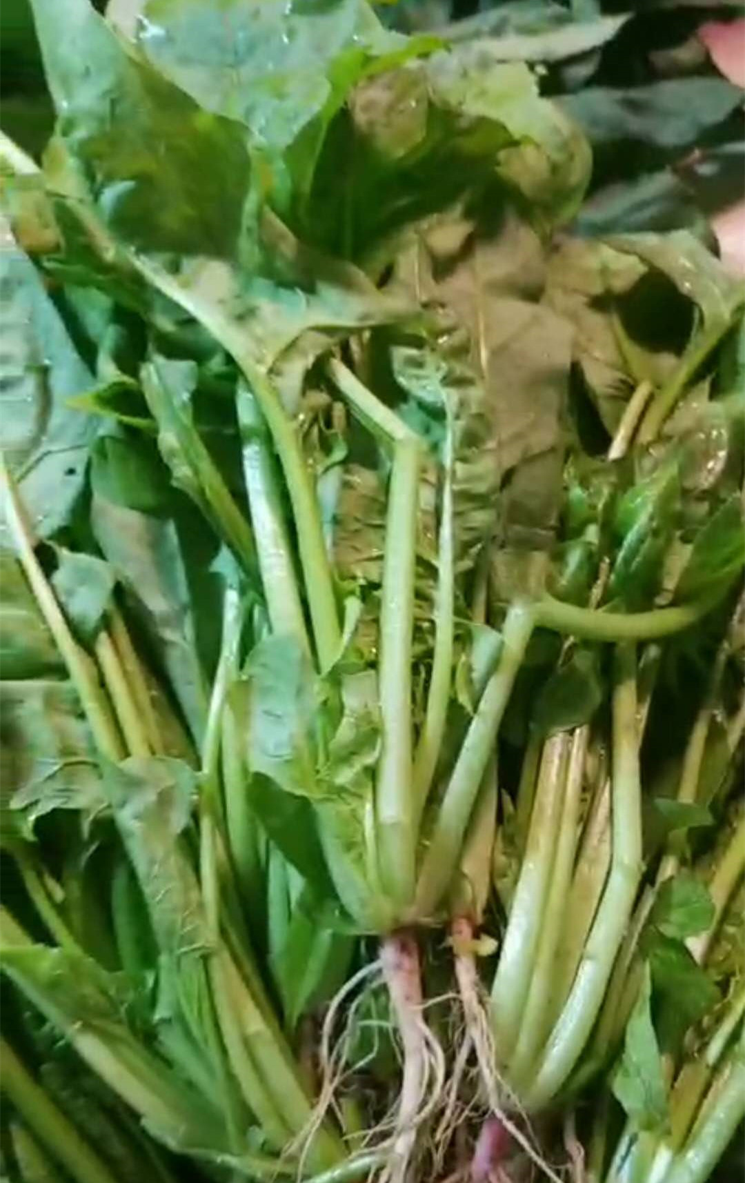 本地飞龙（菠菜）