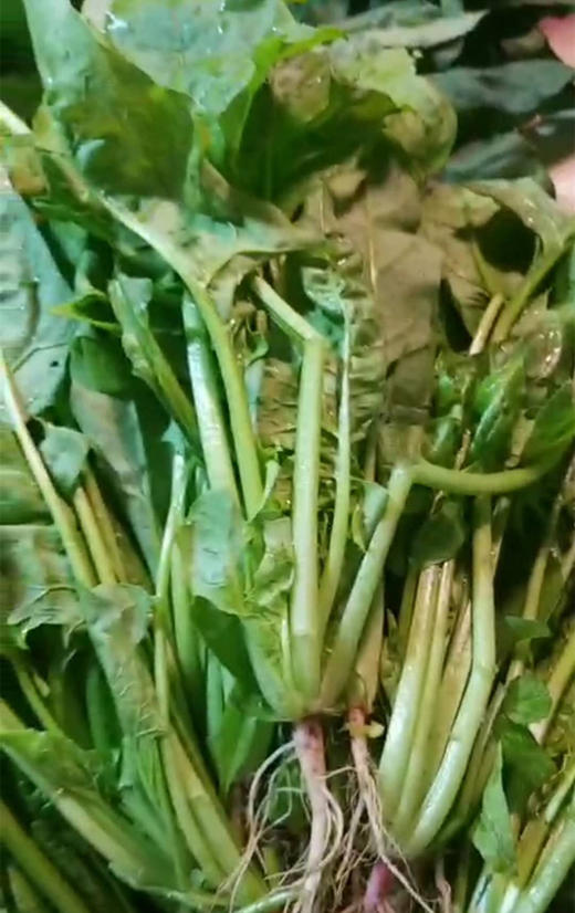 本地飞龙（菠菜） 商品图0