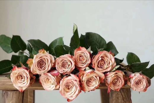 【昆明玫瑰】卡布奇诺  19-20支/扎  约70公分 商品图4