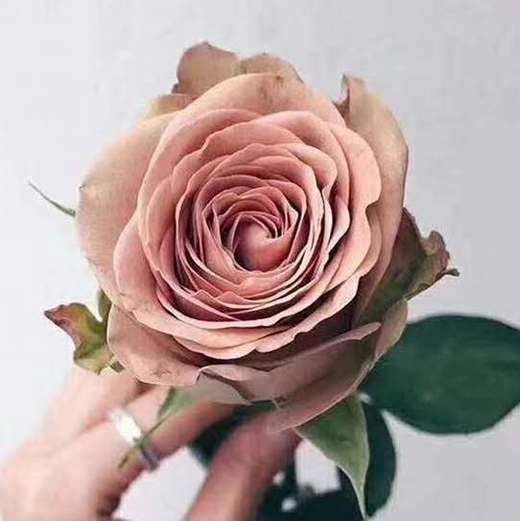 【昆明玫瑰】卡布奇诺  19-20支/扎  约70公分 商品图3