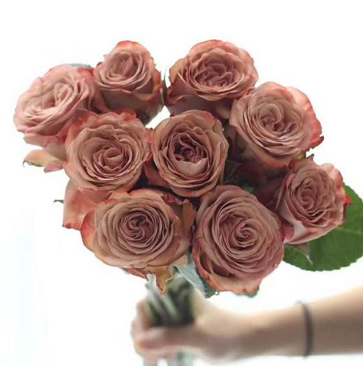 【昆明玫瑰】卡布奇诺  19-20支/扎  约70公分 商品图2