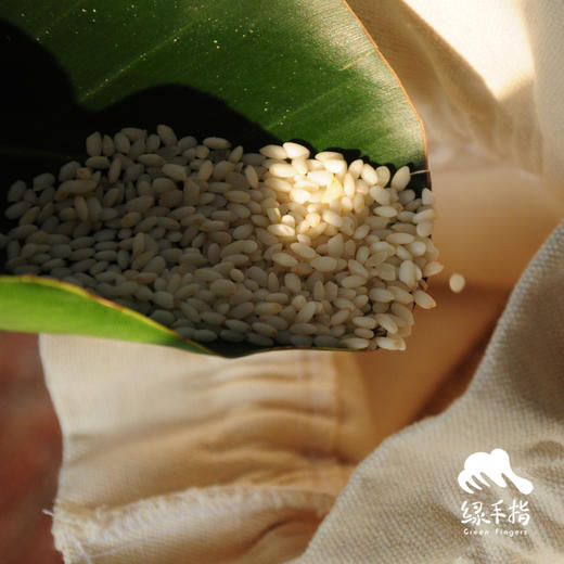 生态玉溪云粳胚芽米 | 合作生产* Eco- germ rice | Coproduction 商品图4