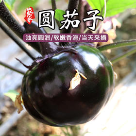 每日现摘  农家圆茄子  油亮圆润  皮薄味浓  软嫩香滑  茄子 400g