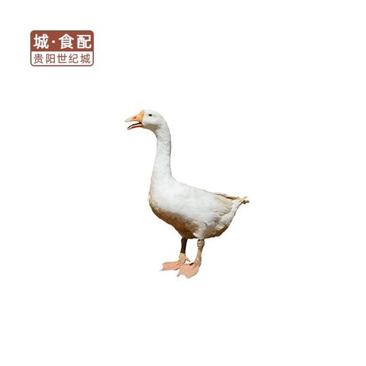 【GY】土鹅  约6.8斤/只 商品图0