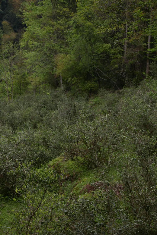 宽茶窄酒｜荒野白毫银针 2021年 商品图6