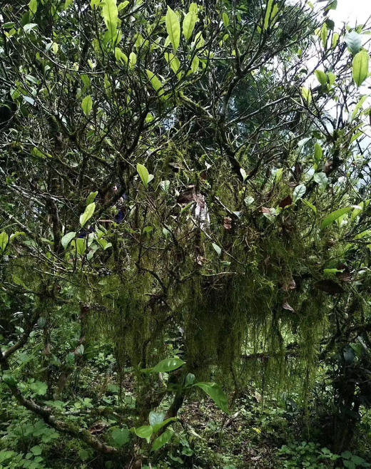 宽茶窄酒｜荒野白毫银针 2021年 商品图7