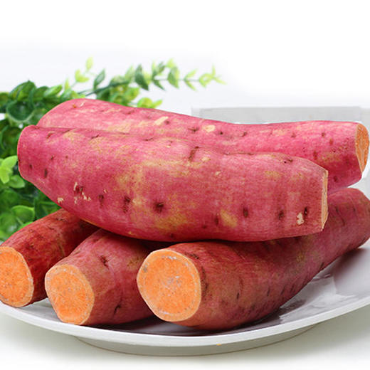 社区团购六鳌蜜薯5斤 商品图0