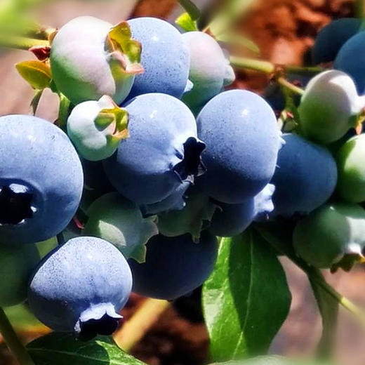长白山蓝美眉蓝莓 | 原始天然、稀有个大 商品图4