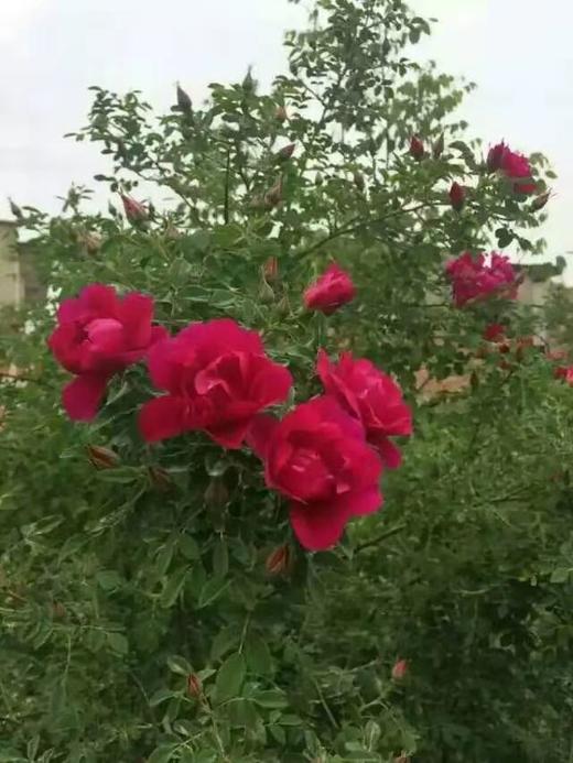 丨生态丨苦水玫瑰（天然富硒） 商品图9