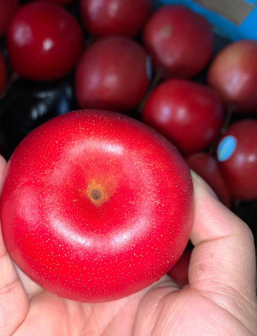 新西兰红梨礼盒  特级果，其他梨都是以清爽为主，这款梨感觉是被蜜蜂亲吻过，带着蜜意带着花香和果糖的甜。每一口都能吃出眯眯眼，每一口都能征服你。 商品图4