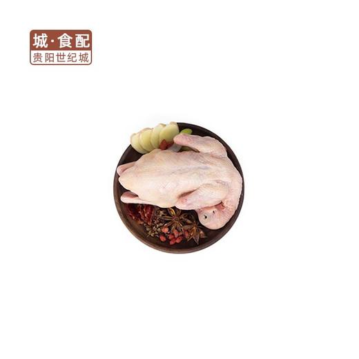 【GY】鲜鸽子 约350g-400g/只 商品图1
