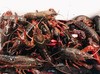 【仅网点自提】本地龙虾 生态养殖 2.5斤装（限苏州市区范围含吴江） 商品缩略图0