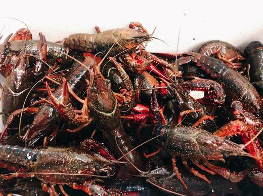 【仅网点自提】本地龙虾 生态养殖 2.5斤装（限苏州市区范围含吴江） 商品图0