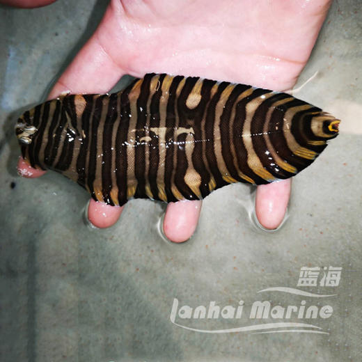 条纹翻沙比目鱼 商品图2