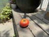 普罗旺斯大番茄  绿色A级   可生吃的水果番茄  粉糯多汁 商品缩略图6