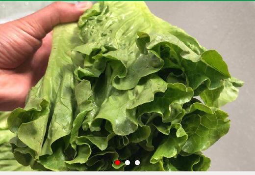 商品编码12345678、新鲜蔬菜，规格50斤左右，新鲜优质…… 商品图0