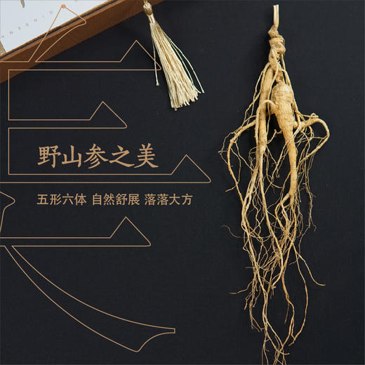 纯正野山参——19-21年/25~28年  长白山一等品  （单支装   7-8克） 泡酒/泡水/煲汤等 商品图6