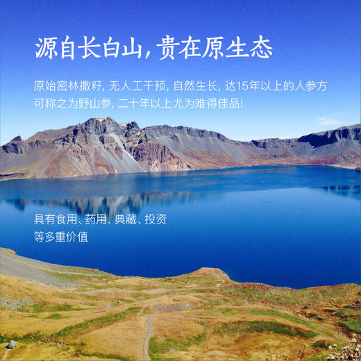 纯正野山参——19-21年/25~28年  长白山一等品  （单支装   7-8克） 泡酒/泡水/煲汤等 商品图2